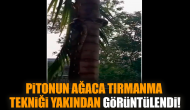 Pitonun ağaca tırmanma tekniği yakından görüntülendi!