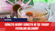 Ekinezya nedir? Ekinezya ne işe yarar? Faydaları nelerdir?