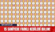 15 Saniyede Farklı Kedileri Bulun!