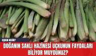 Doğanın Saklı Hazinesi Uçkunun Faydaları Biliyor muydunuz? Uçkun Nedir?