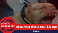 Philadelphia'da Köpek Saldırısı: 1 Ölü 3 Kaçak