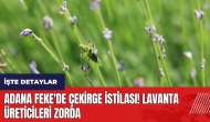 Adana Feke'de çekirge istilası! Lavanta üreticileri zorda