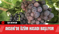 Akseki’de Üzüm Hasadı Başlıyor