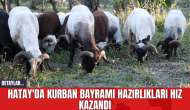 Hatay'da Kurban Bayramı Hazırlıkları Hız Kazandı