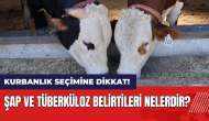 Kurbanlık hayvan seçimine dikkat! Şap ve tüberküloz belirtileri nelerdir?