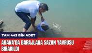 Adana'da barajlara 443 bin sazan yavrusu bırakıldı