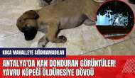 Antalya'da kan donduran görüntüler! Yavru köpeği öld*resiye dövdü