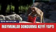 Maymunlar dondurma keyfi yaptı