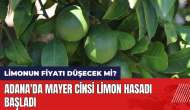 Adana'da Mayer cinsi limon hasadı başladı! Limonun fiyatı düşecek mi?