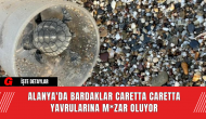 Alanya'da Bardaklar Caretta Caretta Yavrularına M*zar Oluyor