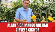 Alanya’da Mango Üretimi Zirveye Çıkıyor