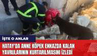 Hatay'da anne köpek enkazda kalan yavrularının kurtarılmasını izledi