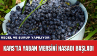 Kars'ta yaban mersini hasadı başladı