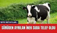 Sürüden ayrılan inek suda telef oldu