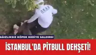 İstanbul'da Pitbull Dehşeti: Ağızlıksız Köpek Kediye Saldırdı