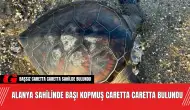 Alanya Sahilinde Başı Kopmuş Caretta Caretta Bulundu