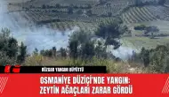 Osmaniye Düziçi'nde Yangın: Zeytin Ağaçları Zarar Gördü