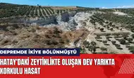 Hatay'daki zeytinlikte oluşan dev yarıkta korkulu hasat