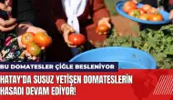 Hatay'da susuz yetişen domates hasadı! Bu domatesler çiğle besleniyor