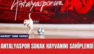 Antalyaspor Sokak Hayvanını Sahiplendi ve "Akrep" İsmi Verdi