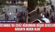 İstanbul'da Ceviz Ağacından Düşen Cevizler Kavgaya Neden Oldu