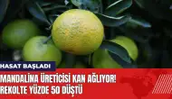 Mandalina üreticisi kan ağlıyor! Rekolte yüzde 50 düştü