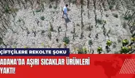 Adana'da aşırı sıcaklar ürünleri yaktı! Çiftçilere rekolte şoku!