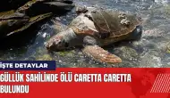 Güllük sahilinde ölü caretta caretta bulundu