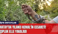 Hatay'da Yılancı Kemal'in cesareti! Çıplak elle yakaladı