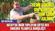 Hatay'da İncir Toplayan Çiftçi Dev Engerek Yılanıyla Karşılaştı