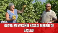 Guava Meyvesinin Hasadı Mersin'de Başladı