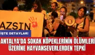 Antalya'da Sokak Köpeklerinin Ölümleri Üzerine Hayvanseverlerden Tepki