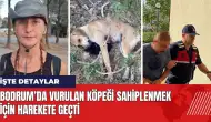 Bodrum’da vurulan köpeği sahiplenmek için harekete geçti