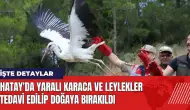 Hatay'da yaralı karaca ve leylekler tedavi edilip doğaya bırakıldı