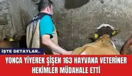 Yonca yiyerek şişen 163 hayvana veteriner hekimler müdahale etti