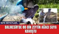 Balıkesir'de 80 bin zeytin ağacı suya kavuştu