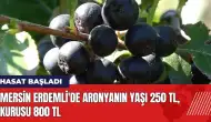 Mersin Erdemli'de aronya hasadı! Yaşı 250 TL kurusu 800 TL