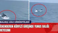 İskenderun Körfezi girişinde yunus balığı heyecanı