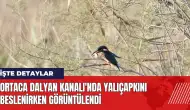 Ortaca Dalyan Kanalı'nda yalıçapkını beslenirken görüntülendi