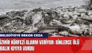 İzmir Körfezi alarm veriyor! Binlerce ölü balık kıyıya vurdu