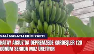 Hatay Arsuz'da depremzede kardeşler 120 dönüm serada muz üretiyor