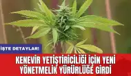 Kenevir yetiştiriciliği için yeni yönetmelik yürürlüğe girdi