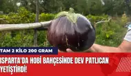 Isparta'da hobi bahçesinde dev patlıcan yetiştirdi!