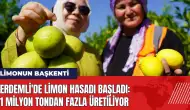 Erdemli'de limon hasadı başladı: 1 milyon tondan fazla üretiliyor