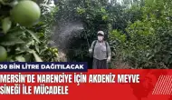 Mersin'de Akdeniz meyve sineği ile mücadele! 30 bin litre dağıtılacak