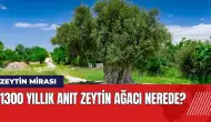 Zeytin mirası 1300 yıllık anıt zeytin ağacı nerede?