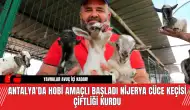 Antalya'da Hobi Amaçlı Başladı Nijerya Cüce Keçisi Çiftliği Kurdu