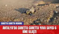 Antalya'da Caretta Caretta Yuva Sayısı 6 Bine Ulaştı