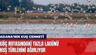 Göç rotasındaki Tuzla Lagünü kuş türlerini ağırlıyor