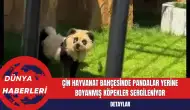 Çin Hayvanat Bahçesinde Pandalar Yerine Boyanmış Köpekler Sergileniyor